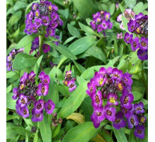 Алиссум Эстер Боннет Violet фиолетовый